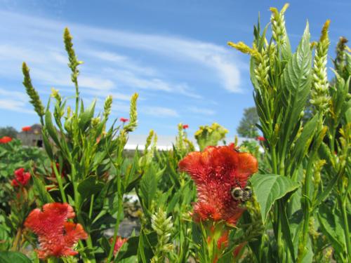 A vibrant garden with red and yellow flowers under a blue sky, featuring a bee on a red bloom.