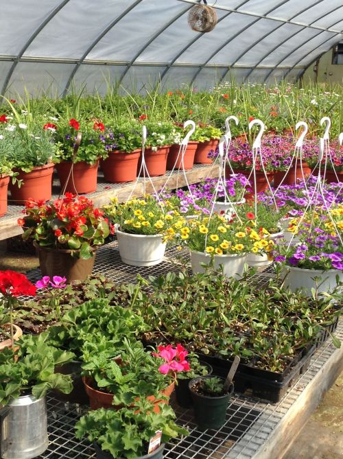 A vibrant greenhouse filled with colorful flowers in pots, hanging baskets, and various plants on shelves.