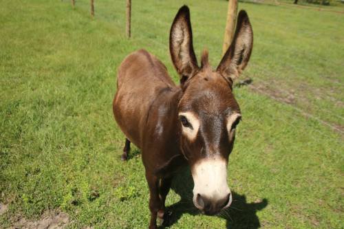 A brown donkey with large ears stands in a grassy field, looking curiously at the camera.