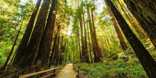 A sunlit path winding through a lush redwood forest, surrounded by tall trees and vibrant greenery.
