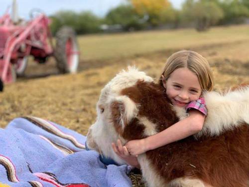 A young girl hugs a calf while sitting on a blanket in a field, with a vintage tractor in the background.
