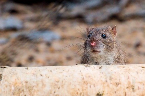 A small, curious rodent peeks over a log, with soft fur and long whiskers, set against a blurred natural background.