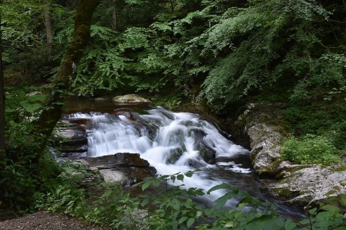 A serene forest scene featuring a flowing stream over rocks, surrounded by lush green foliage.