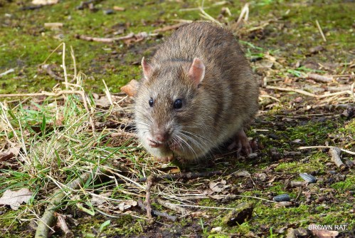 A brown rat forages on the ground, surrounded by grass and scattered leaves.