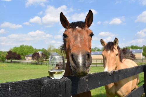 A close-up of a horse next to a glass of wine on a fence, with another horse in the background and a blue sky above.