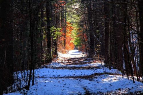 A snowy forest path lined with trees, featuring hints of autumn colors in the foliage.