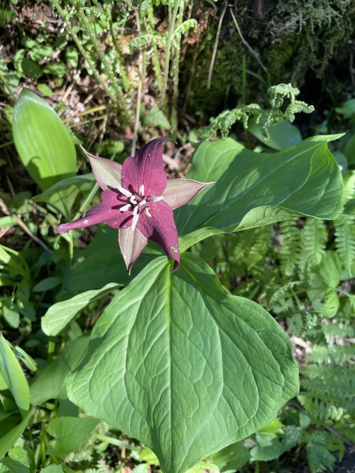 A vibrant purple flower with pointed petals surrounded by green leaves in a natural setting.