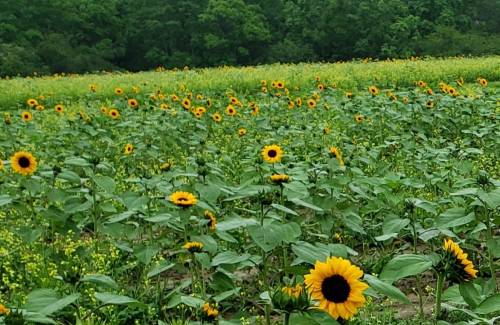 A vibrant field of sunflowers in full bloom, surrounded by lush green foliage.