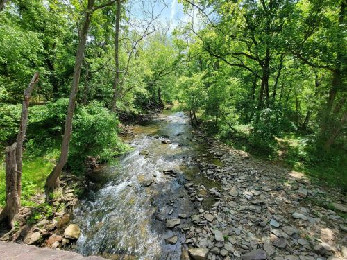 A serene stream flows through a lush green forest, surrounded by trees and rocky banks under a clear blue sky.