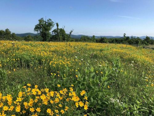 A vibrant field of yellow flowers stretches across the landscape, with rolling hills and a clear blue sky in the background.
