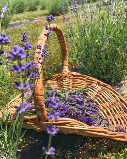 A woven basket filled with lavender sits among blooming lavender plants in a sunny field.