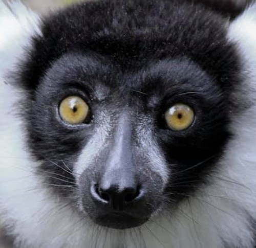 Close-up of a black and white lemur with large, expressive yellow eyes.