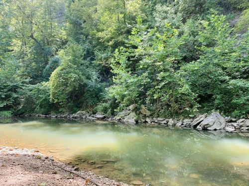 A serene river flows through a lush green forest, with rocky banks and sunlight filtering through the trees.