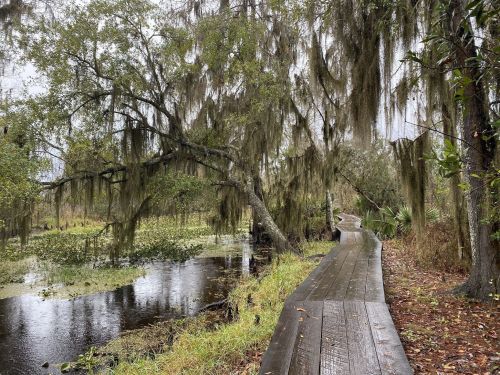 A wooden boardwalk winds through a lush, moss-covered wetland with trees and water.