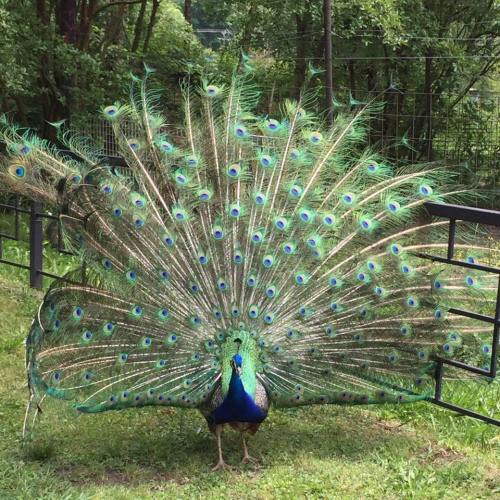 A vibrant peacock displaying its colorful, fan-like tail feathers in a lush green setting.