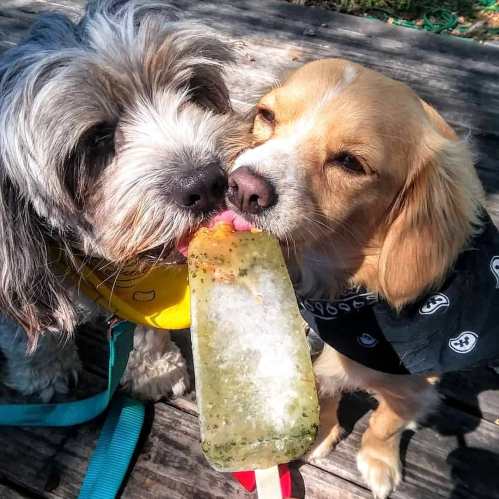 Two dogs share a popsicle, one wearing a yellow bandana and the other a black one, enjoying a sunny day together.