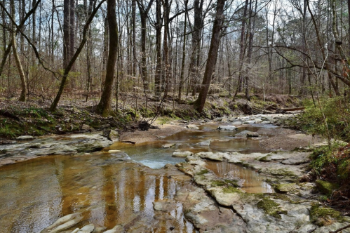A serene forest scene featuring a shallow stream flowing over rocky beds, surrounded by tall trees and greenery.