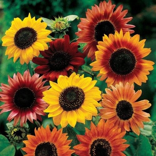 A vibrant arrangement of sunflowers in various colors, including yellow, red, and orange, against a green background.