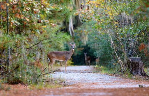 A deer stands on a gravel path in a lush, green forest with autumn foliage. Another deer is visible in the background.