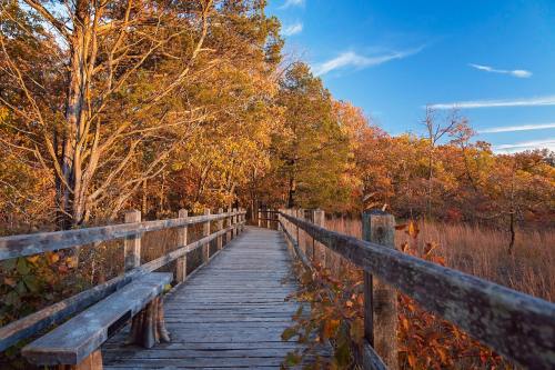 A wooden boardwalk winds through vibrant autumn foliage under a clear blue sky.