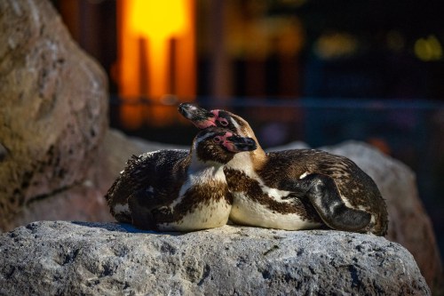 Two penguins cuddling on a rock, illuminated by warm light in the background.