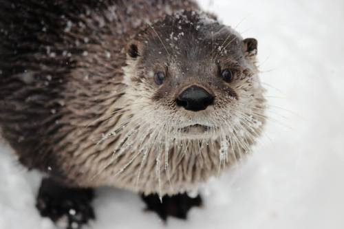 A close-up of an otter with snowflakes on its fur, looking curiously at the camera in a snowy environment.