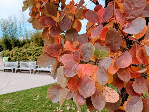 Colorful autumn leaves in shades of orange and red, with a blurred background of benches and greenery.