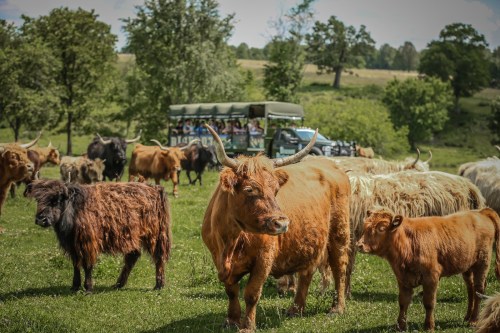A herd of Highland cattle grazing in a lush green field, with a safari vehicle in the background.