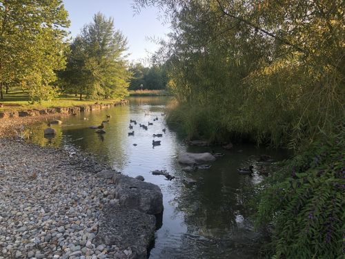 A serene park scene with a calm pond, surrounded by trees and rocks, featuring ducks swimming in the water.