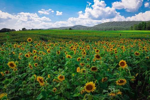 A vibrant field of sunflowers under a blue sky with fluffy clouds and rolling green hills in the background.