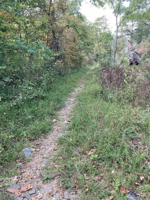 A narrow, rocky trail winds through a lush, green forest with trees and shrubs on either side.