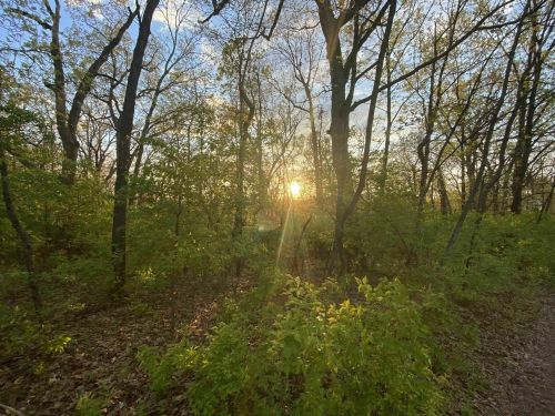 Sunset peeking through trees in a lush forest, with green foliage and a warm glow illuminating the scene.