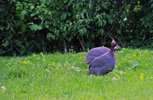 Two helmeted guineafowl foraging on green grass, with lush greenery in the background.
