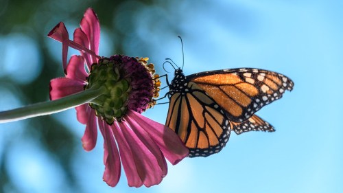 A monarch butterfly perched on a vibrant pink flower against a bright blue sky.