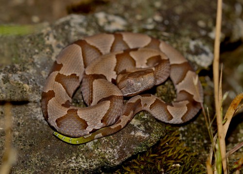 A brown and tan patterned snake coiled on a rock, blending into its natural surroundings.