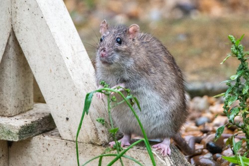 A close-up of a brown rat standing near a wooden structure, surrounded by greenery and pebbles.