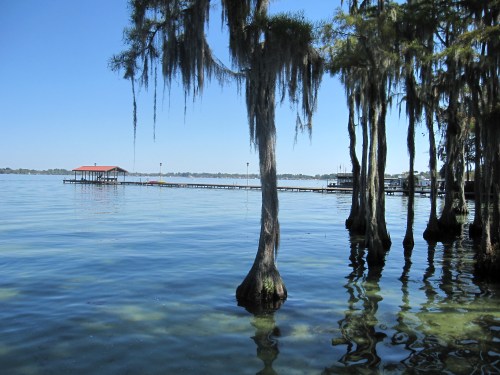 A serene lake scene with cypress trees, clear water, and a dock under a blue sky.