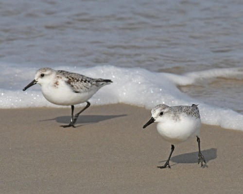 Two small shorebirds walking along a sandy beach, near the edge of the water with gentle waves and foam.