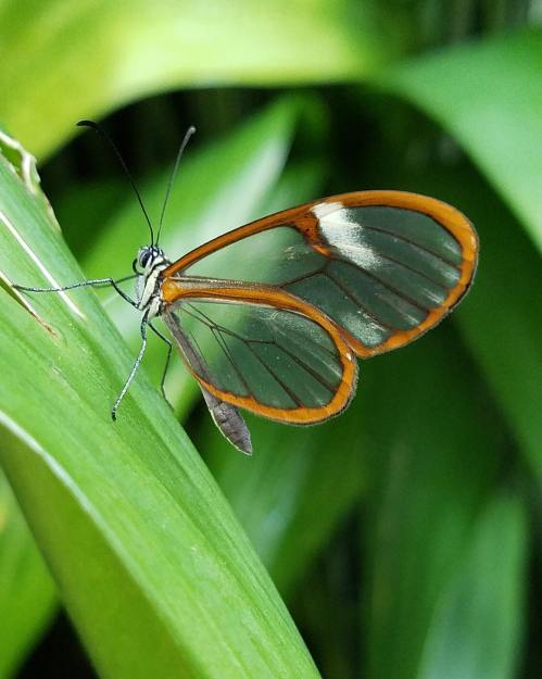 A close-up of a glasswing butterfly perched on a green leaf, showcasing its transparent wings and orange edges.