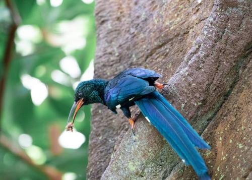 A vibrant blue bird perched on a tree trunk, holding a small prey in its beak.