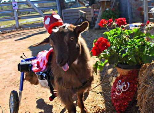 A goat in a wheelchair wearing a red crown, surrounded by flowers and festive decorations.