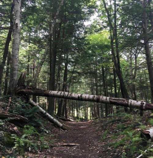 A serene forest path with tall trees and a fallen birch log across the trail, surrounded by lush greenery.
