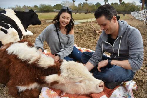 A woman and a man sit on the ground, smiling as they pet a calm calf on a farm, with cows in the background.