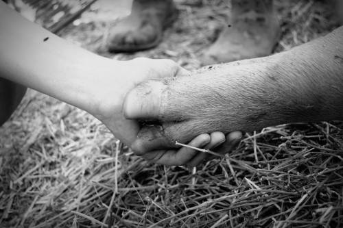 A child's hand and a horse's hoof clasped together, symbolizing connection, set against a straw background.