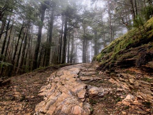 A rocky path winds through a misty forest, surrounded by tall trees and lush greenery.
