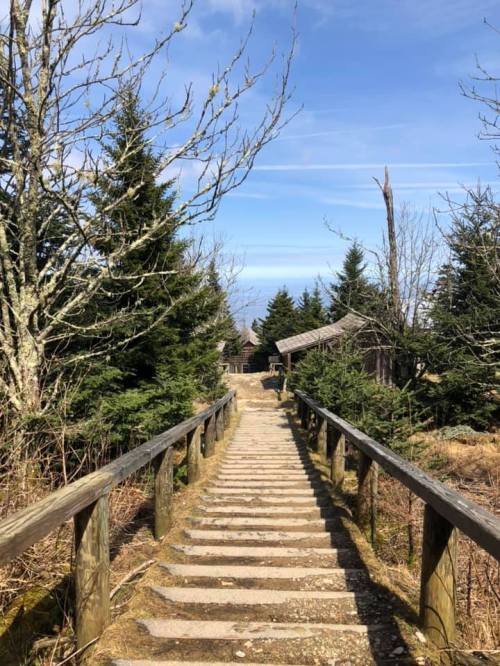 A wooden path leads through trees towards a distant view, with a clear blue sky above.