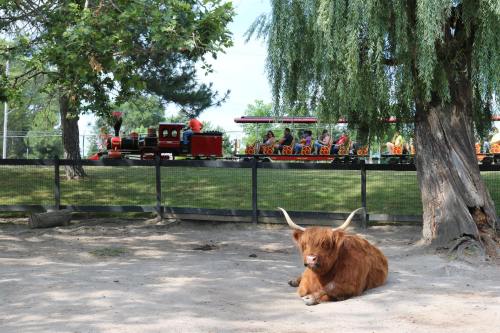 A Highland cow rests on the ground while a colorful train with passengers passes by in the background.