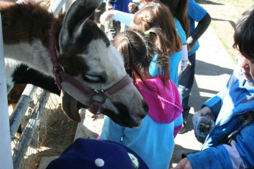 Children interact with a cow at a farm, with one child feeding it while others watch nearby.