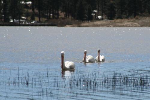 Three white swans swim gracefully in a calm lake, surrounded by tall grasses and a forested shoreline.