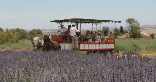 A horse-drawn carriage carries people through a vibrant lavender field under a clear blue sky.